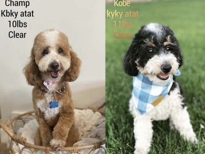 AKC Mini Poodles, Red Abstract, Phantom, Proven