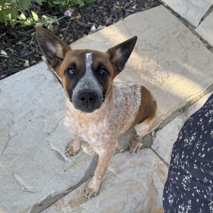 Red heeler to good home 