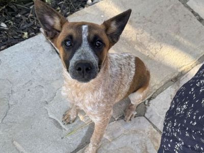 Red heeler to good home