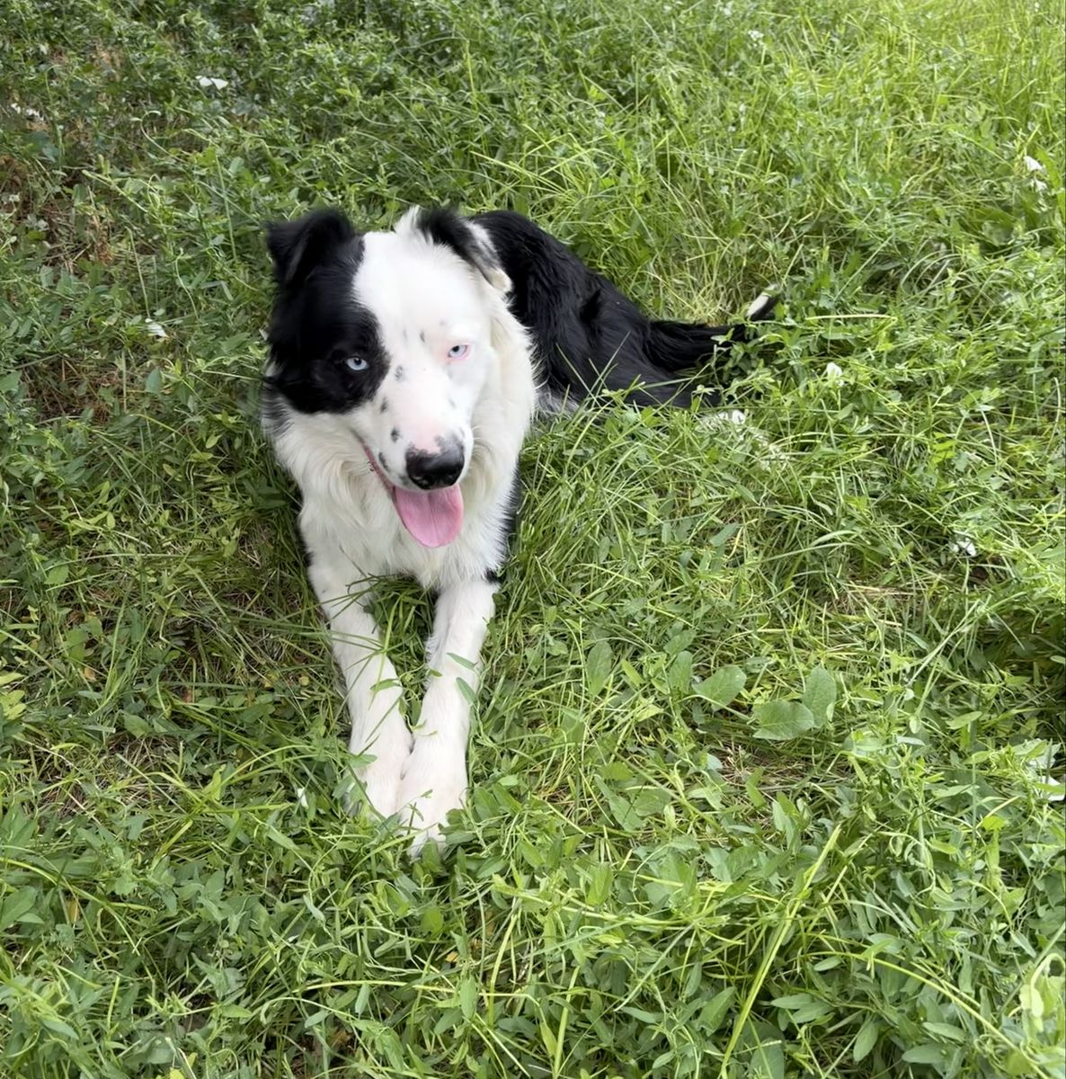Border Collie