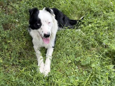 Border Collie