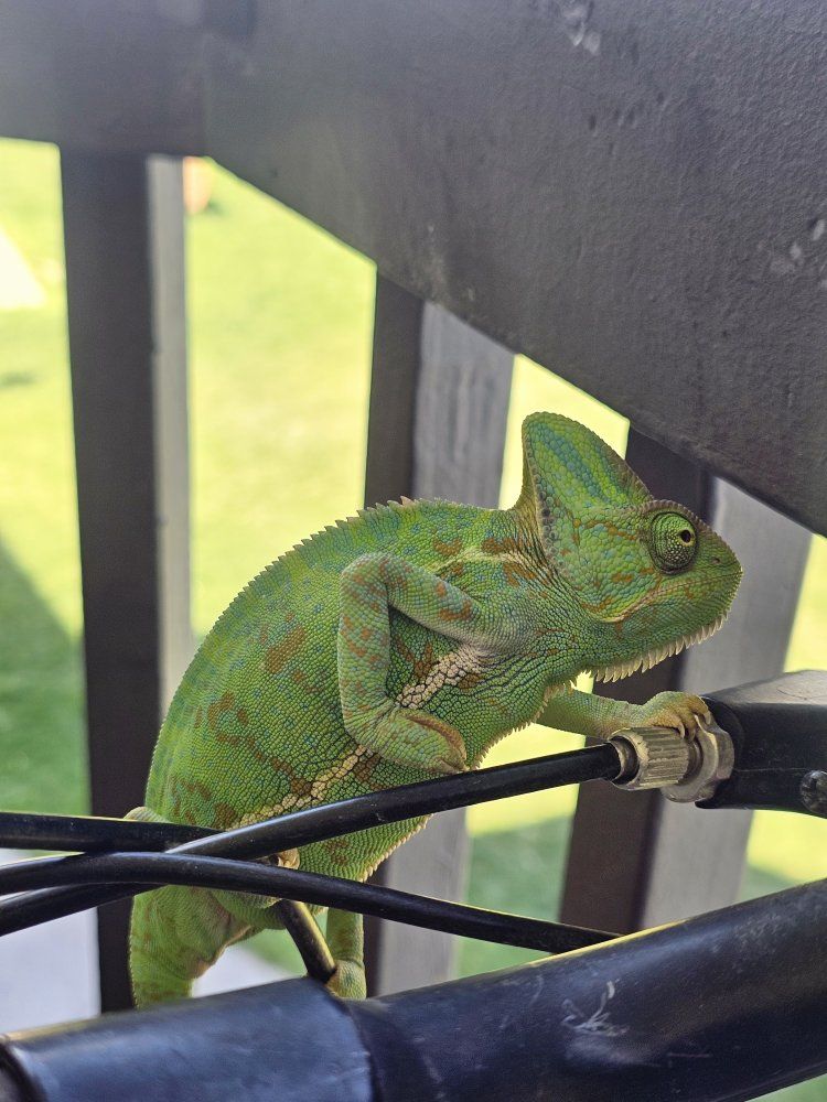 Veiled chameleons. For trade .. lmk what u got.