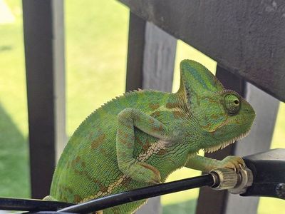 Veiled chameleons. For trade .. lmk what u got.