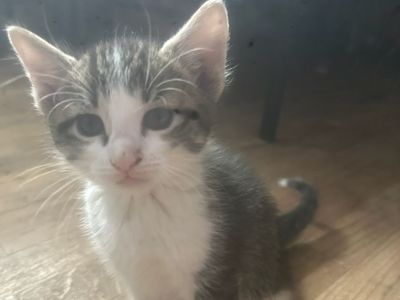 Kittens needing a good forever home