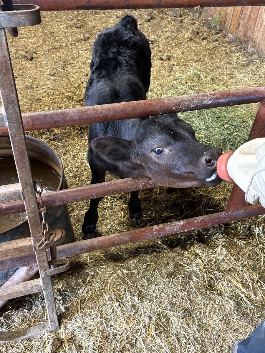 Baby calf