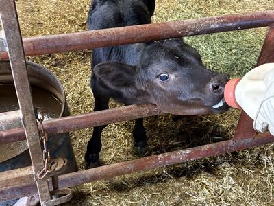 Baby calf