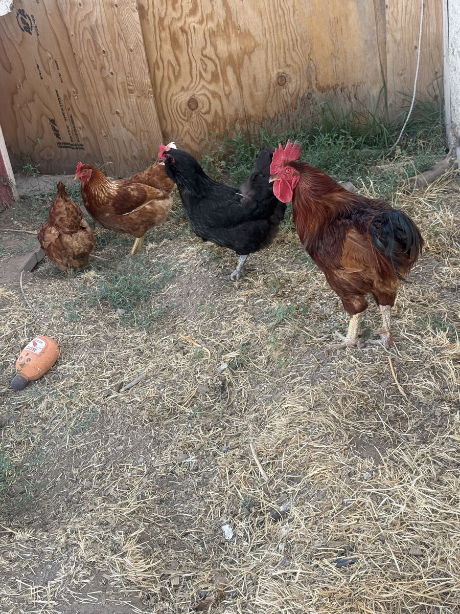 Backyard Chickens and Rooster Flock