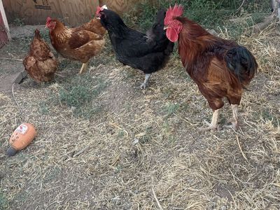 Backyard Chickens and Rooster Flock