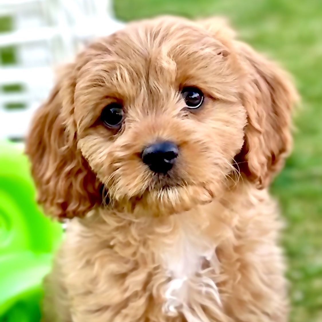 CAVAPOO F1 Puppy Doodle Cavoodle Male easter