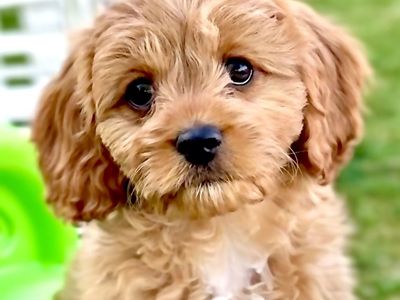 CAVAPOO F1 Puppy Doodle Cavoodle Male easter