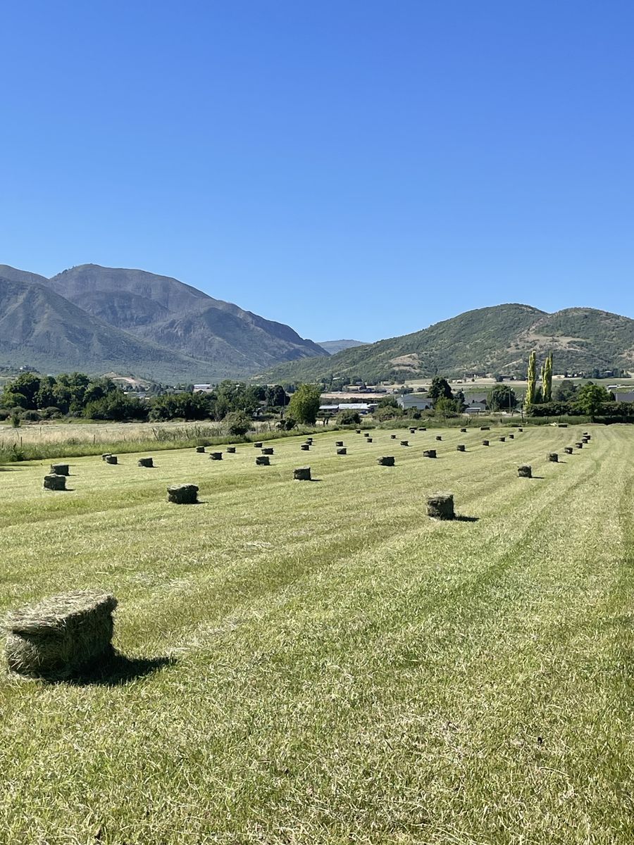Premium organic grass hay
