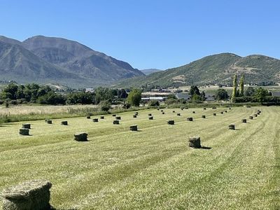 Premium organic grass hay