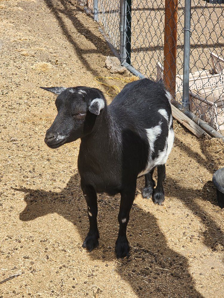 Nigerian Dwarf Goat (Does)- Black, Brown, and White Tri-color
