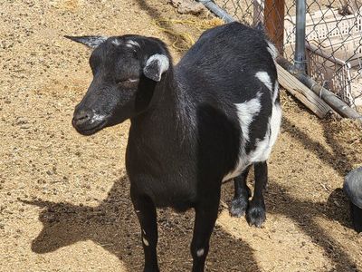 Nigerian Dwarf Goat (Does)- Black, Brown, and White Tri-color