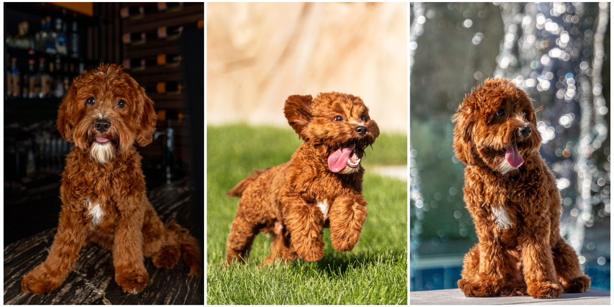 Stunning Deep Red/white Mini Cavapoo Stud