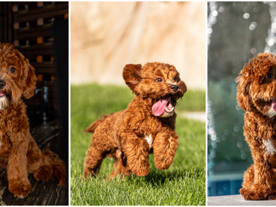 Stunning Deep Red/white Mini Cavapoo Stud