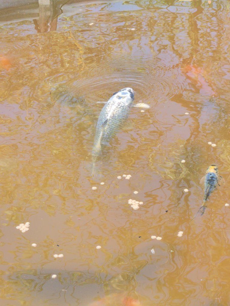 4 Large Koi