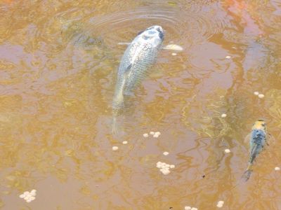 4 Large Koi