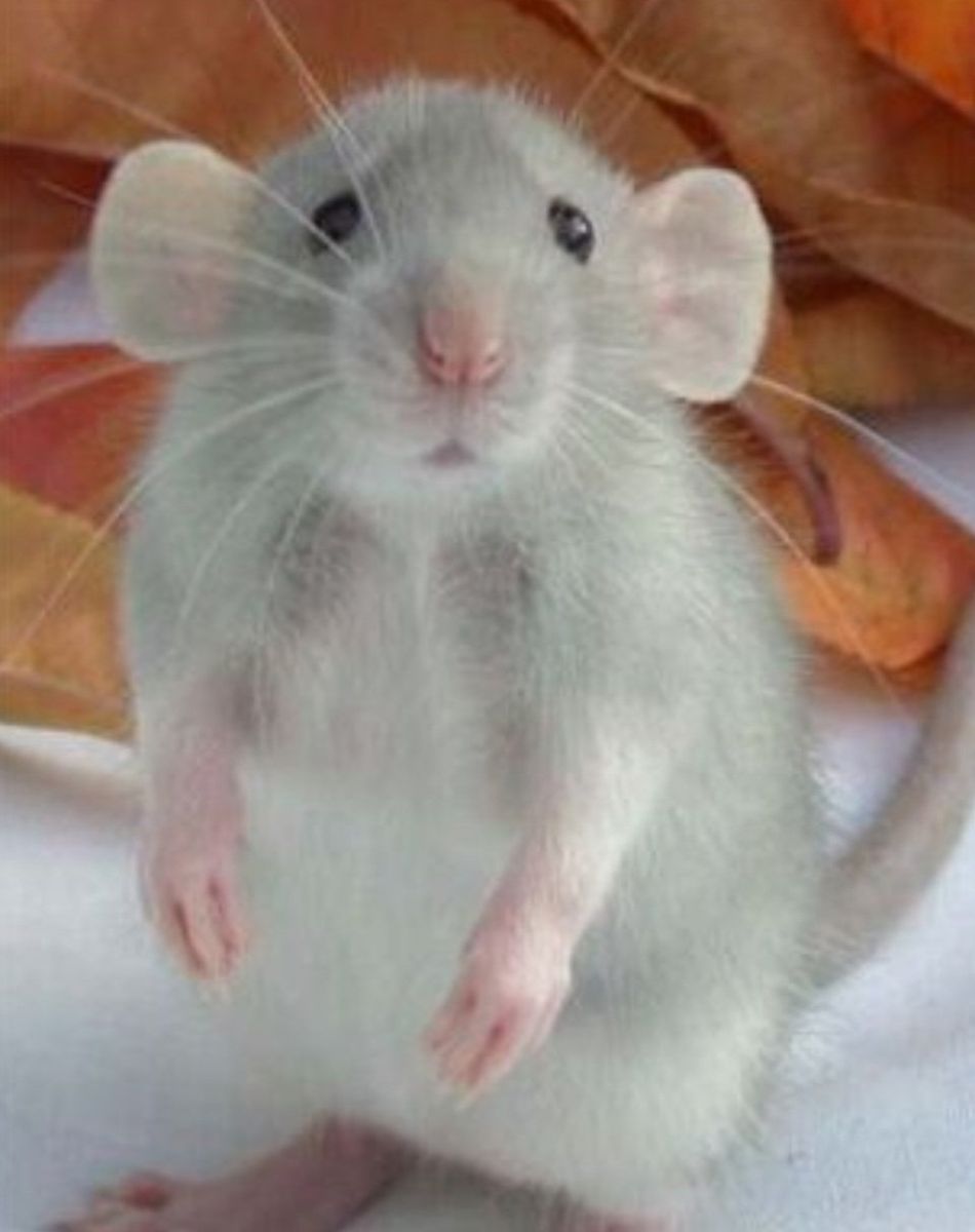 Dumbo Rats