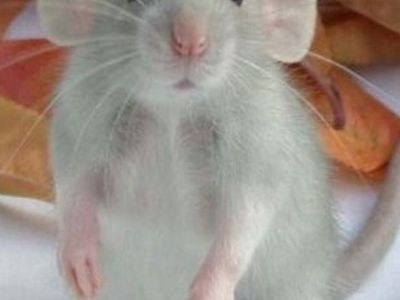 Dumbo Rats