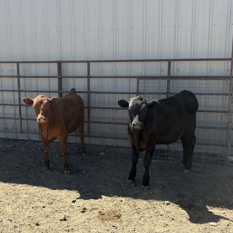 Beef Calves