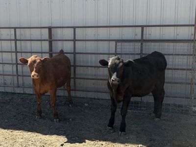 Beef Calves