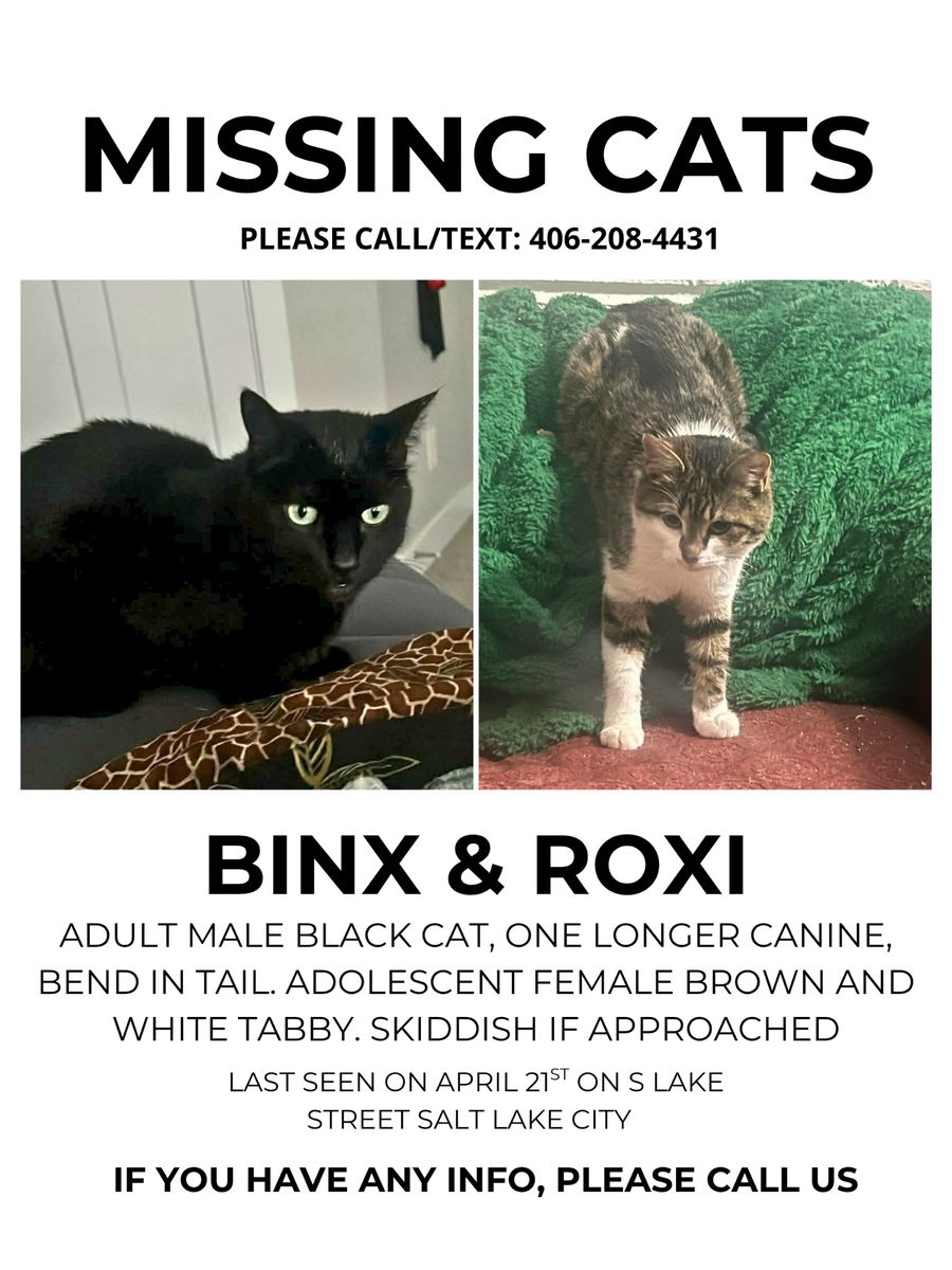 Missing Cats