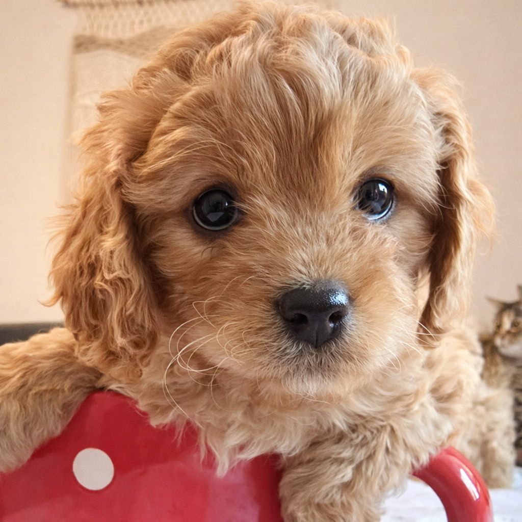Cavapoo Puppies F1 Hypoallegenic Beauty