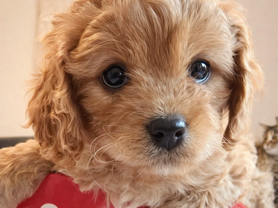 Cavapoo Puppies F1 Hypoallegenic Beauty