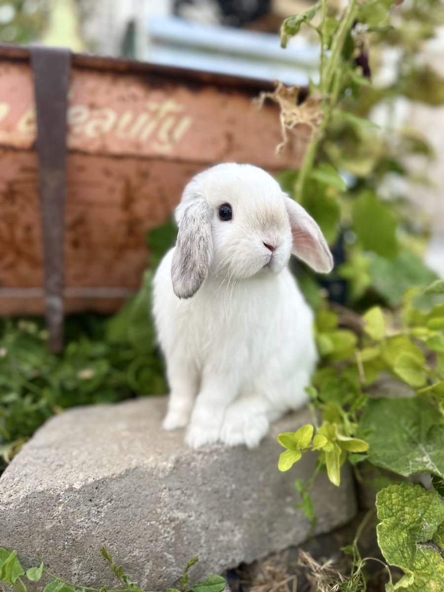 Gorgeous Holland Lop Baby Bunnies