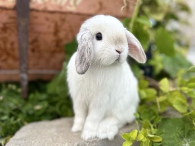 Gorgeous Holland Lop Baby Bunnies