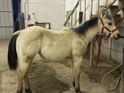 AQHA Buckskin Filly