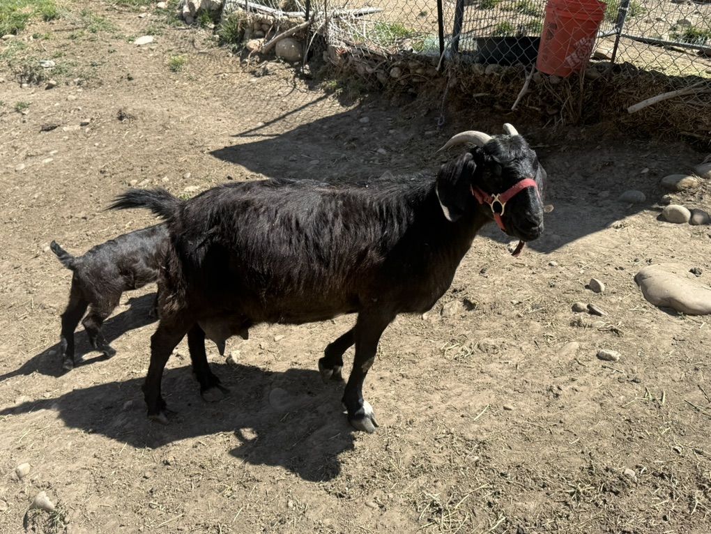 Boer Goats