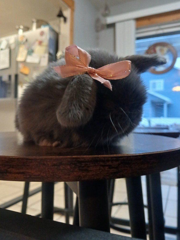 Purebred Holland Lops