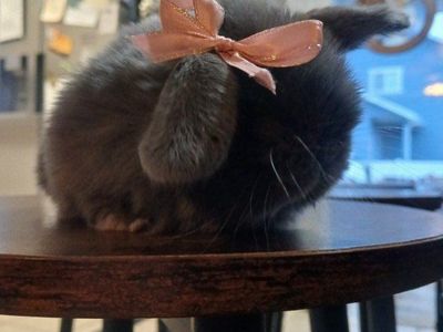 Purebred Holland Lops