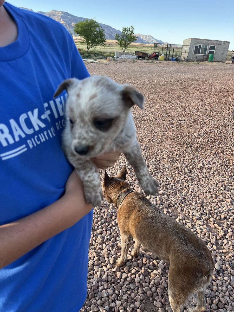 Heeler pups
