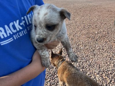 Heeler pups