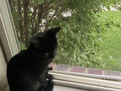 I am shadow, male cat