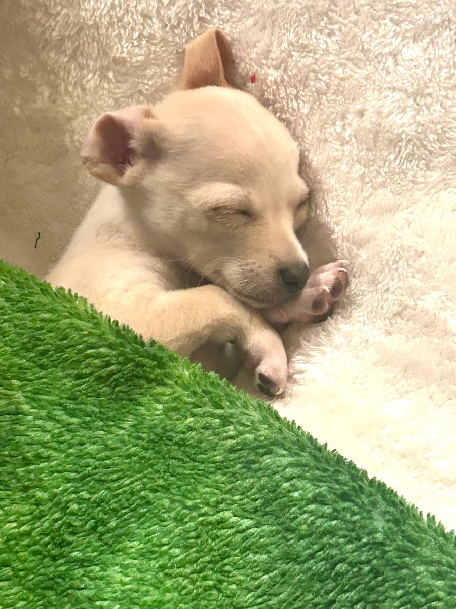 Chihuahua puppies