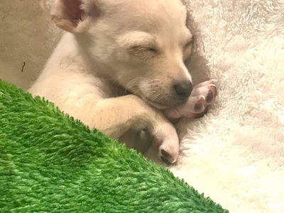 Chihuahua puppies