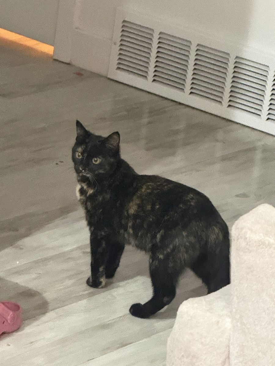 Two Free Female kittens