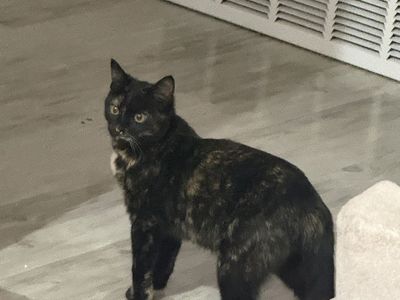 Two Free Female kittens