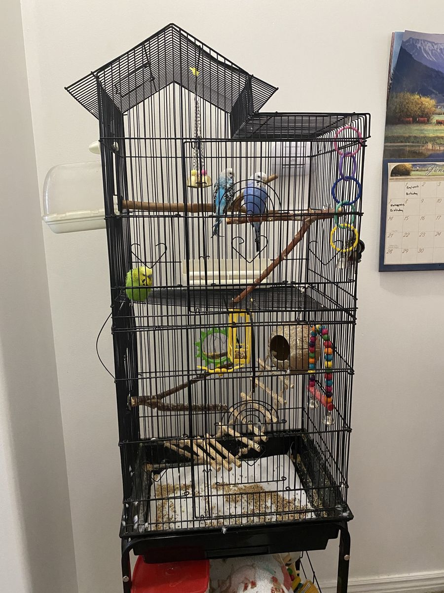 Large Black Metal Bird Cage, Parakeets/Budgies with Accessories and food