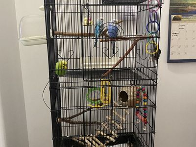 Large Black Metal Bird Cage, Parakeets/Budgies with Accessories and food