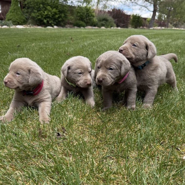 AKC REGISTERED SILVER LAB PUPPIES FOR SALE. ONLY TWO MALES LEFT!!  Can deliver to Salt lake area June 21st. Available now