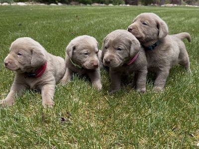 AKC REGISTERED SILVER LAB PUPPIES FOR SALE. ONLY TWO MALES LEFT!! Can deliver to Salt lake area June 21st. Available now