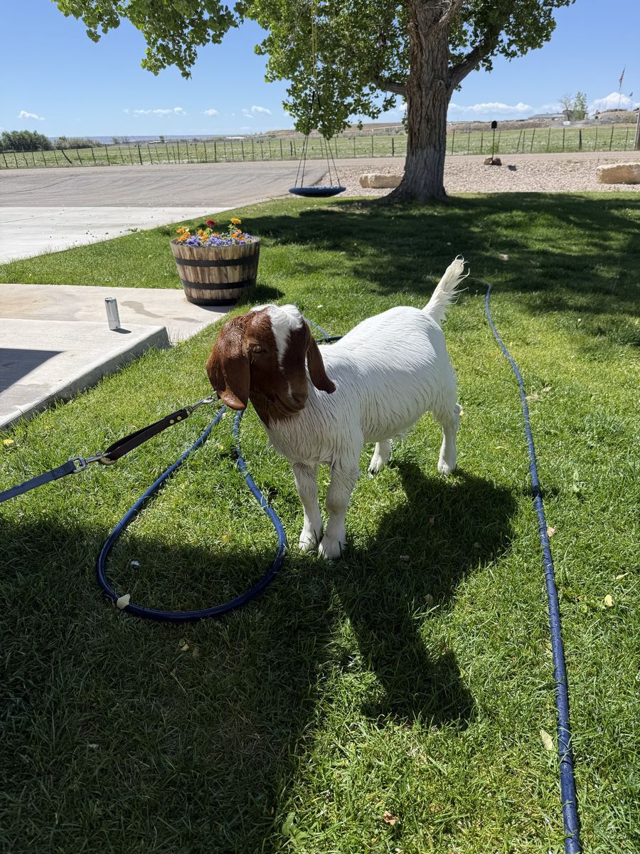 Boer weathered goat