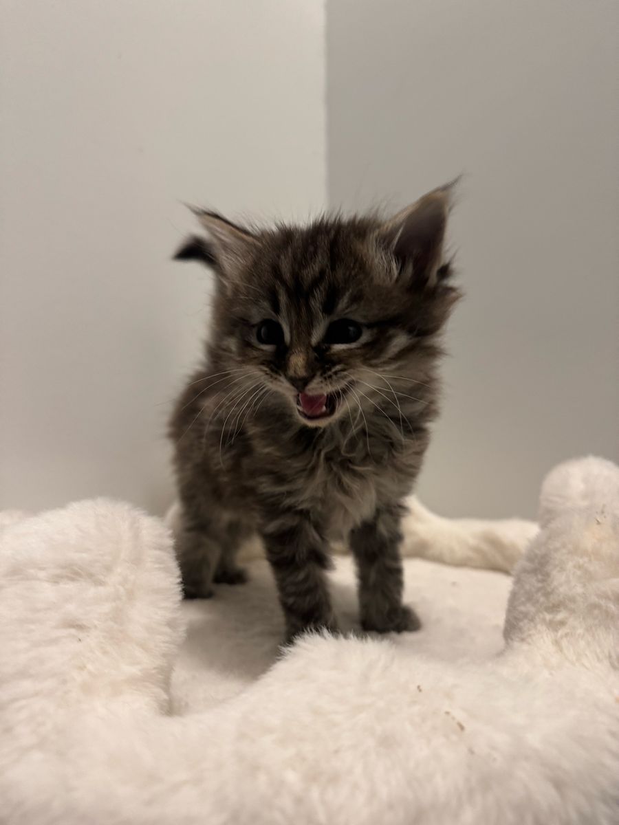 Kitten