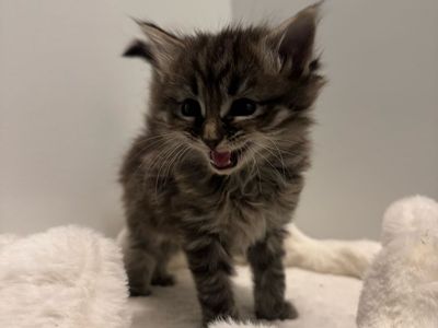 Kitten