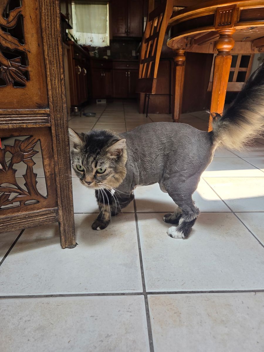 Searching for lost cat (PEPPER)